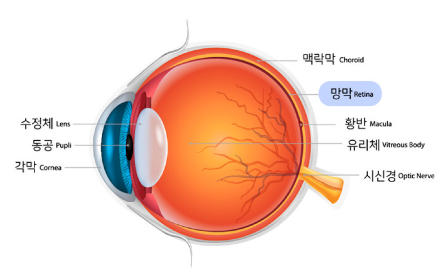 망막이란?